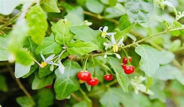 Cà gai leo – cây thuốc quý giúp giải độc gan