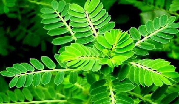 Diệp hạ châu trị mụn nhọt hiệu quả