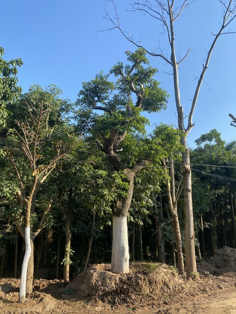 Mang đến nguồn năng lượng tích cực và giúp gia chủ hóa giải năng lượng xấu là ý nghĩa của cây chay trong phong thủy