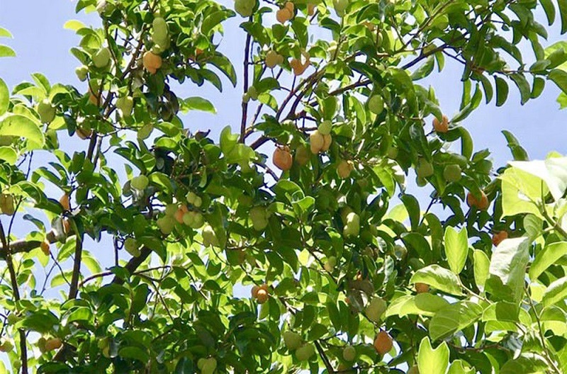 Cây chay thích hợp trồng trước nhà, sân trước và sân sau nhà
