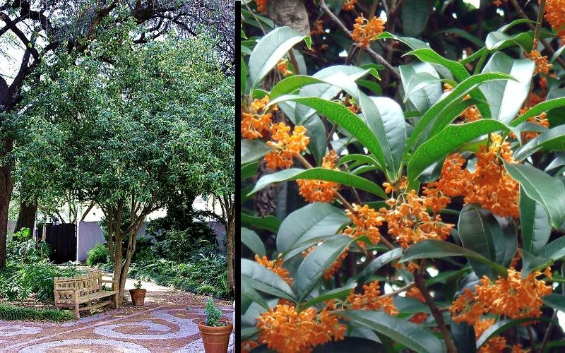 Cây Mộc Hương mang ý nghĩa tài lộc và may mắn, vì thế nó thường được trồng làm cây phong thủy