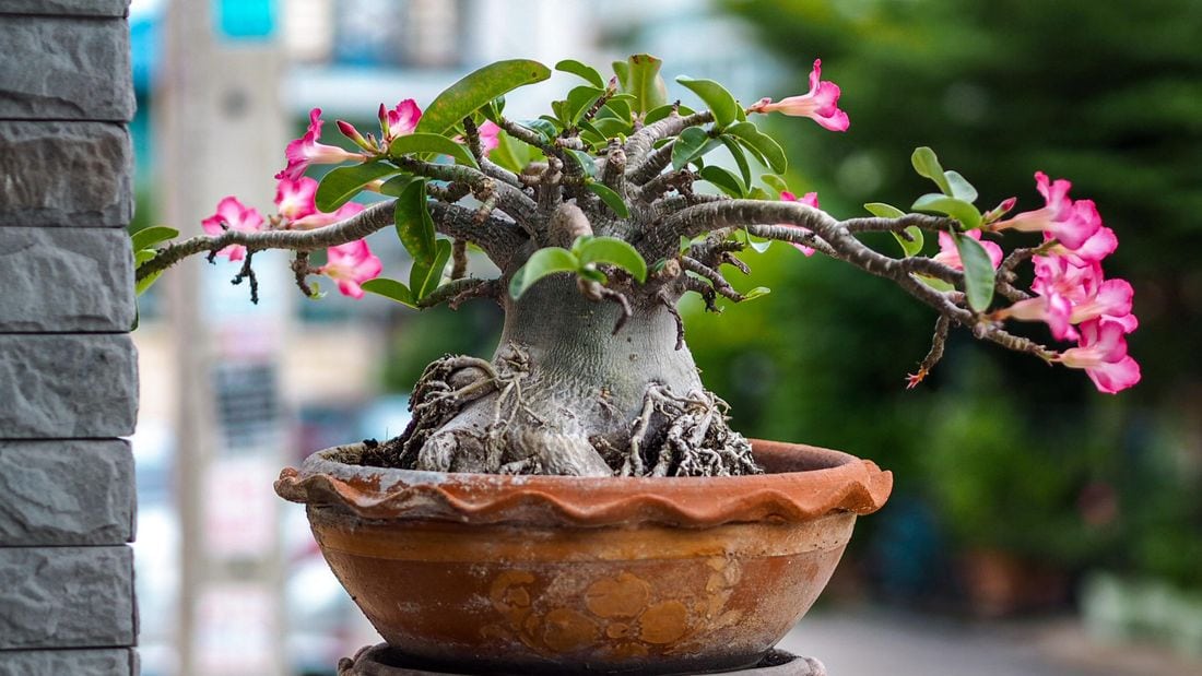 Vị trí và hướng đặt chậu cây hoa sứ tốt về phong thủy bạn cần biết.
