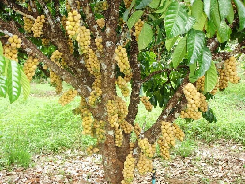 Cây dâu da đất có ý nghĩa cực tốt trong phong thủy nhờ mang nguồn từ trường tốt lành.