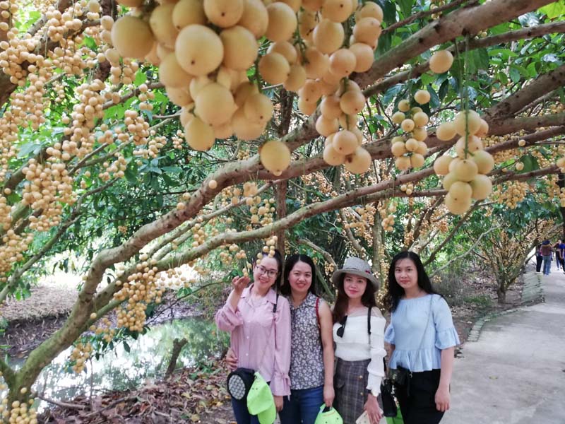 Gia chủ có thể trồng cây dâu da đất ở trước sân nhà, sau sân vườn hoặc trong khu tiểu cảnh.