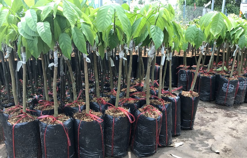 Cần tưới đủ nước cho cây dâu da đất trong khoảng 2-3 năm đầu đời tránh cây bị chết khô.