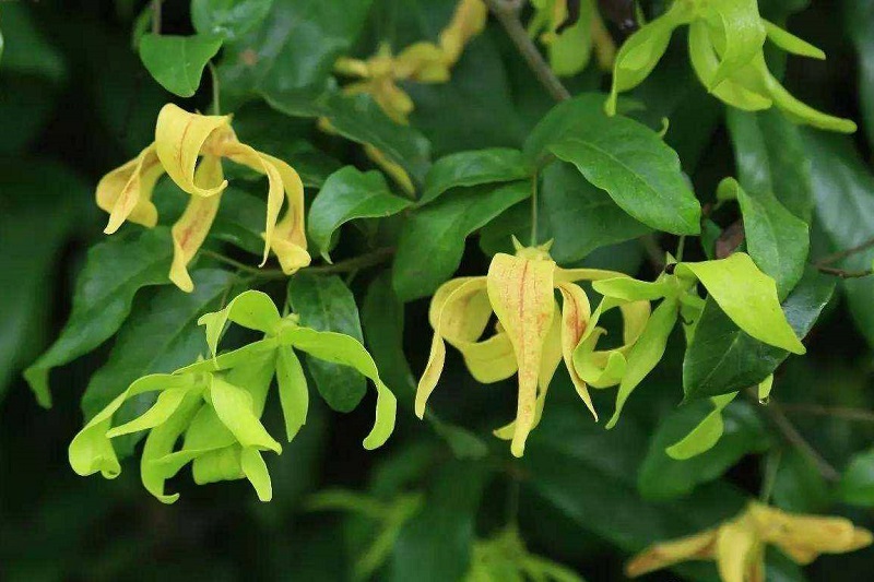 Cây hoa dẻ có rất nhiều công dụng khác nhau trong ẩm thực, làm đẹp, làm thuốc.