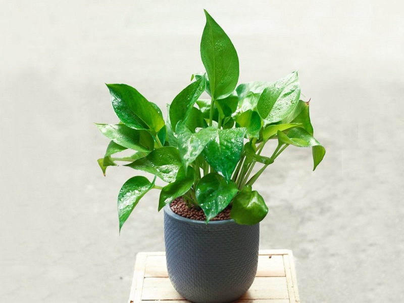 Mỗi loại trầu bà đề có màu sắc, hình dáng khác nhau