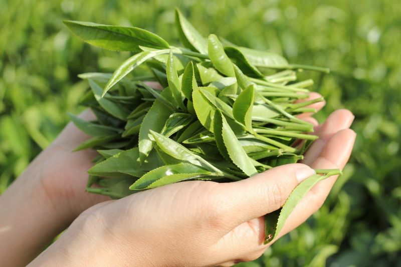 Chăm sóc da mặt từ lá trà xanh